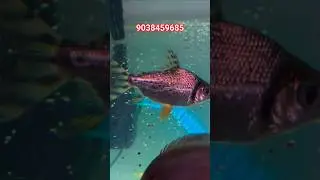 red flagtail fish in kolkata khas aqua #4kshorts #viral#youtubeshorts #trandingshorts