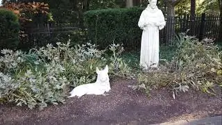 St. Francis of Assisi and the Wolf