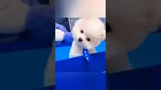#tinypomeranian #funnypomeranian #minipomeranian #fluffypuppy