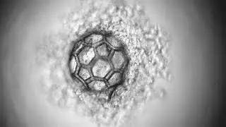 Buckyball-shaped scaffold makes stem cell tissue grow faster