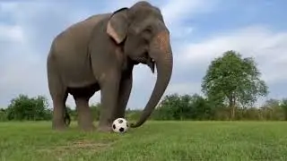Elephant playing with football