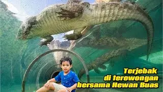 Jakarta Aquarium Safari 2025 Seeing the Piranha Army at The First Time