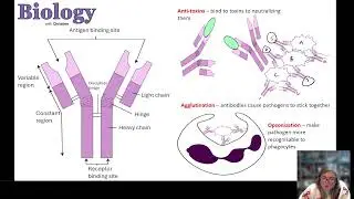 OCR A A-level Biology revision livestream