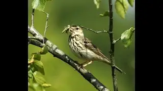 Boompieper/ Tree Pipit singing
