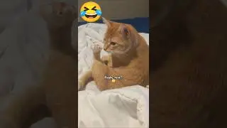 The drama is real #cat #drama #funnycats