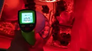 How To Use an Infrared Thermometer Olympia laser testing Surface Body Temperature of Chicks Chickens