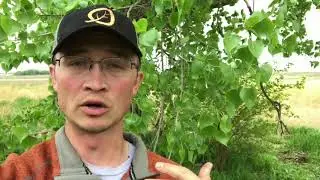 Licensed Vs Certified Arborist