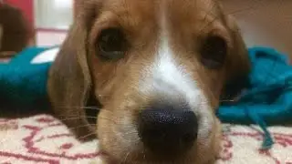 A Dog's Life - Beagle Puppy