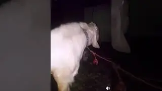 Bo bakra