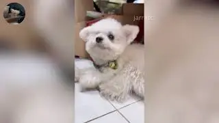 Funny ANIMALS videos 😂 | Funniest Cats and Dogs 2026 🐶😼 Part 51