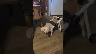 DIY Dog wheelchair. This is why I love youtube