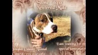 Douglas County Animal Control Animals In Need
