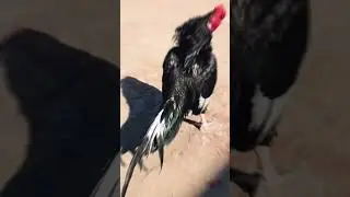 PEELA ASEEL MURGHA vs Lasani Aseel Murgha #aseel #rooster #chickenfarming