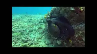 Deb and Chuck in Indonesia 2025  - Octopus, Camo and Frog Fish