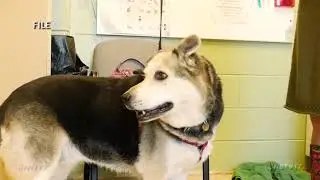 Naperville Considers Pet Store Regulations