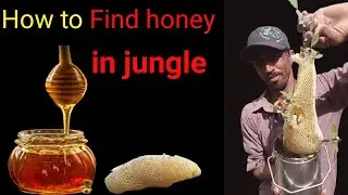 How made the honey ||Honey bee made the honey ||Honey bee made the organic food ||pure honey