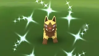 Backlog Shiny Poochyena in Searching for Gold Research Day 2023 with My Friends Part 4 🪙🌟✨