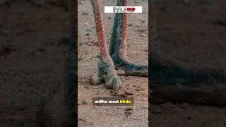 Mind-Blowing Ostrich Secrets Revealed! #OstrichFacts #Wildlife #BirdFacts #Shorts #FunFacts
