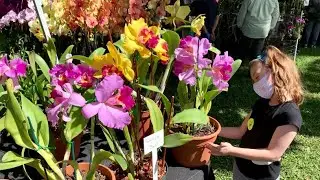 Fairchild Tropical Botanic Gardens Orchids In Bloom 2021 pt. 3 of 3