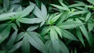 Source: NYC marijuana policy to change