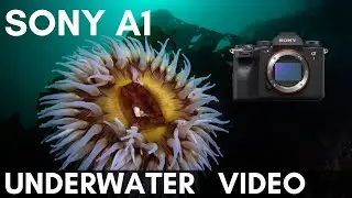 Sony A1 4K Underwater Video
