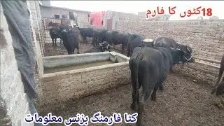 Katta Farming Business Ke Bare Complete Information |Katta Farming Business Punjab...