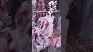 How to FARM Silica Pearls in ARK : Extinction Ascended ?