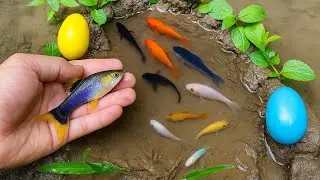 Ух ты! Ловите рыбу-комету, моллинезию-шар, бойцовую рыбку, золотую рыбку, сома и лимонную рыбку.