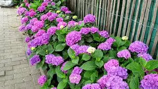 TOUR PELO MEU JARDIM#Hortênsias #flores#jardim#quintal