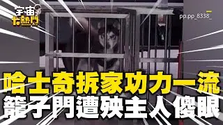 哈士奇拆家功力一流！籠子門也遭殃主人傻眼：這白鐵仔欸 @cosmosviral