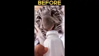Before and after White Tiger  #shorts