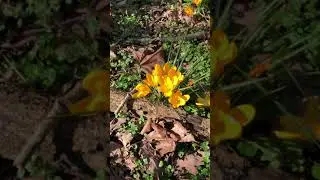 Crocus (Crocus x) - plants in flower (orange) by English oak - February 2021