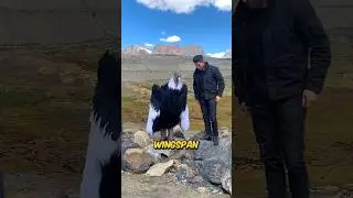 Giant Condor 🦅 (Real or Fake?) #shorts