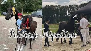 Friesian Inspection day | Ella & Horses