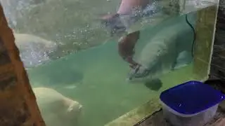 Monster pond... fun feeding...