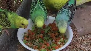 Male Budgie/Parakeets Eating Veggies With Herbs (Волнистых попугаев)