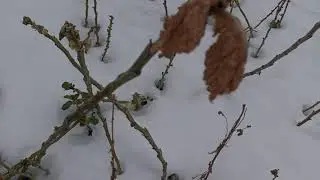 Sad day's in Siberia | Yakutsk, Russia | MINUS 70