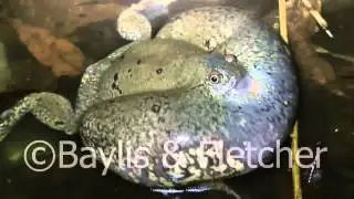 Truncate-snouted burrowing frog, Cambodia, 20110429_002232.mp4
