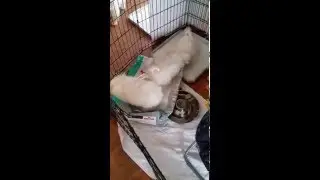Puppies playing with an empty  bag of food