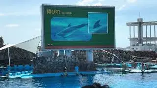 #名古屋港水族館イルカショー