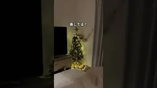 ツリーのライト付けてる...？🎄#shorts #ツリー#クリスマスツリー#リビング