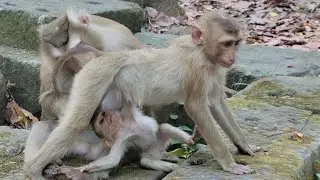 So sweet little monkey Rina and Robin, Life of the beautiful family🐵❤️🥭