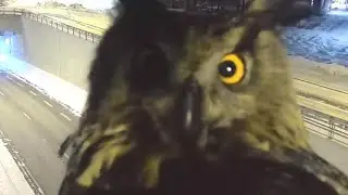 Owl Videobombs Traffic Security Camera