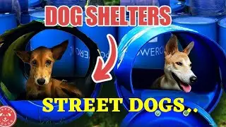 Dog Shelter For Street dog | Making Street dog house 