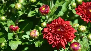 Identify the beautiful flowers plant (Mum bloom)Gul - e Dawood. chrysanthemum/ Guldaudi