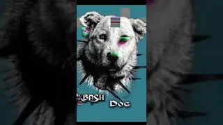 Akbash dog breed