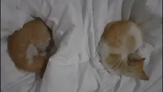 CATivities: Orange cat night activities 🐸 #cat #catactivities