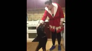 Rottweiler humps