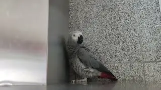 😃#Jako_Kira 💕 #говорящийпопугай #birds #жако #jako #papagei #parrot  #птицы #попугай #cute #funny