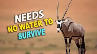 The Desert Animal That Shouldn&rsquo;t Be Alive! - East African Oryx